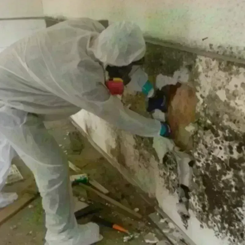 Mold Remediation and Removal in East Sandwich, MA